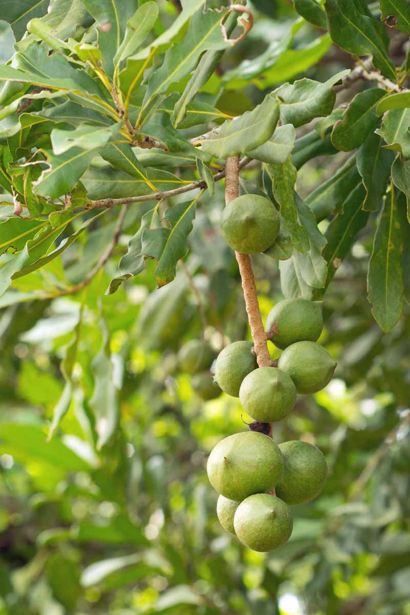 Ripe macadamia nuts on branches ready for harvest