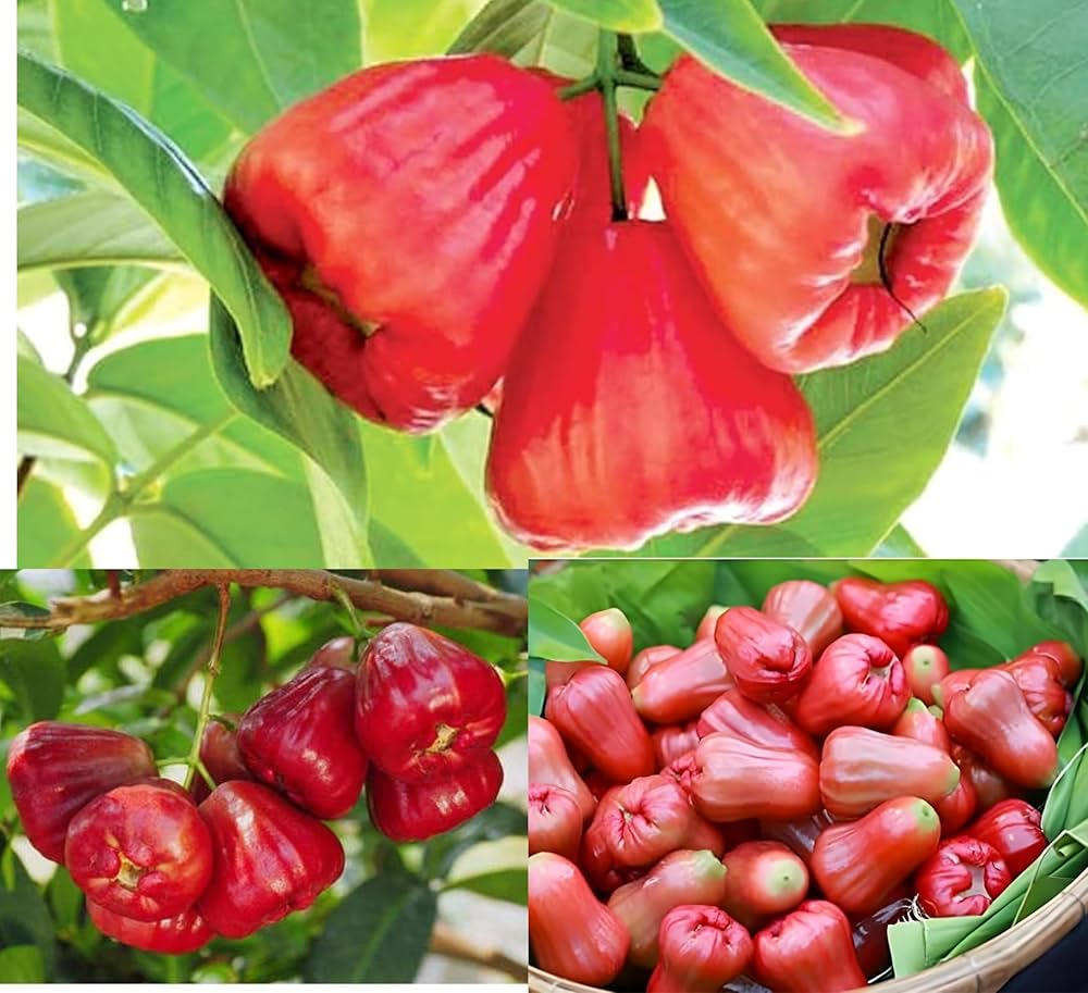Ripe Rose Apple fruits freshly harvested from garden tree