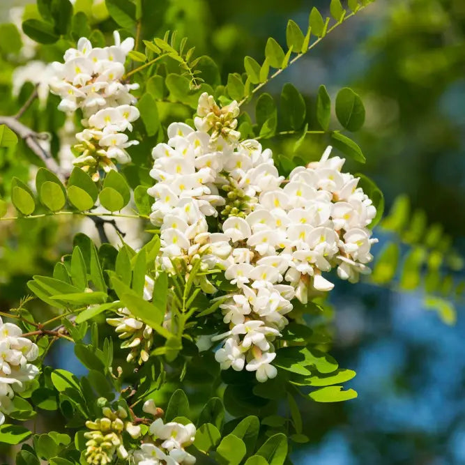 Robinia Pseudoacacia seeds for planting tree garden