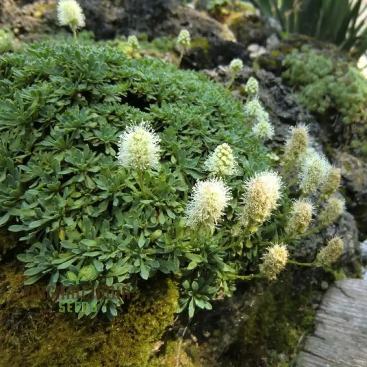 Rock Mat seeds germinating in well-drained soil
