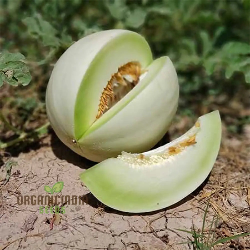 Honeydew Melon Seedlings Growing in Warm Soil