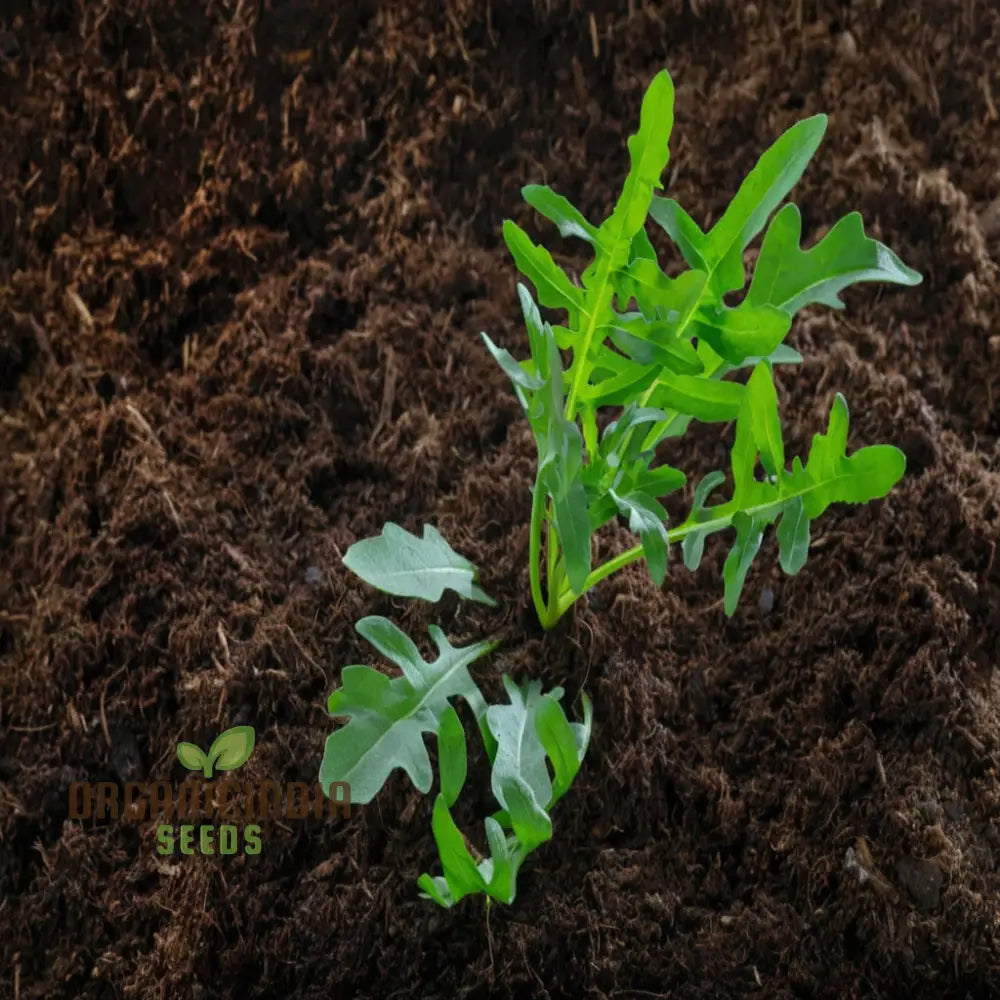 Mature Rocket Arugula Plant from Seeds, Tender Peppery Leaves