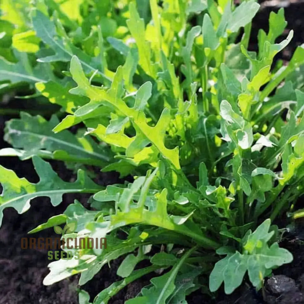 Rocket Arugula Seeds for Home Garden, Non-GMO Leafy Green Seeds