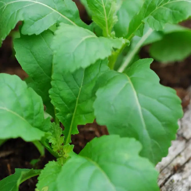 Wasabi Rocket Seeds for Planting, Spicy Salad Greens
