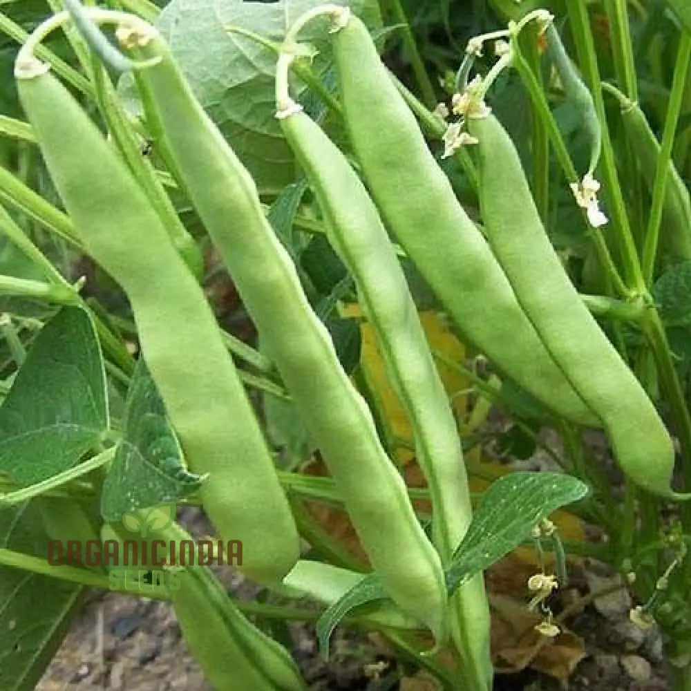 Mature Roma Bush Bean Plant from Seeds, High Yield Garden Variety