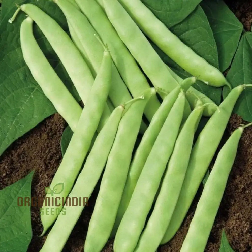 Fresh Roma Bush Bean Pods from Seeds, Tender and Flavorful