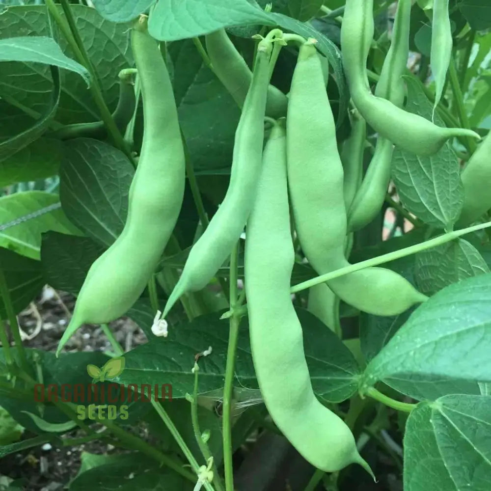 Roma Bush Bean Seeds Packet, Premium High Yield Seeds for Garden Planting