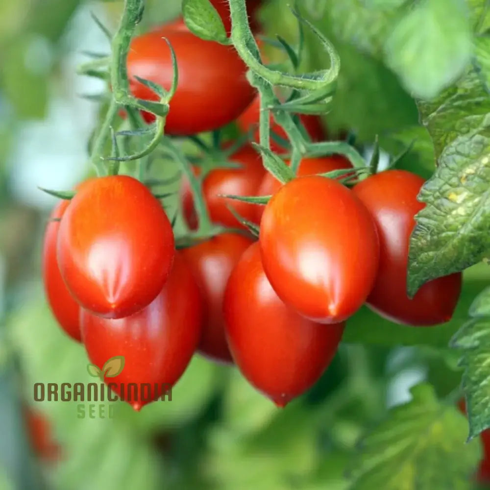 Mature Roma Tomato Plant with Fruit from Seeds