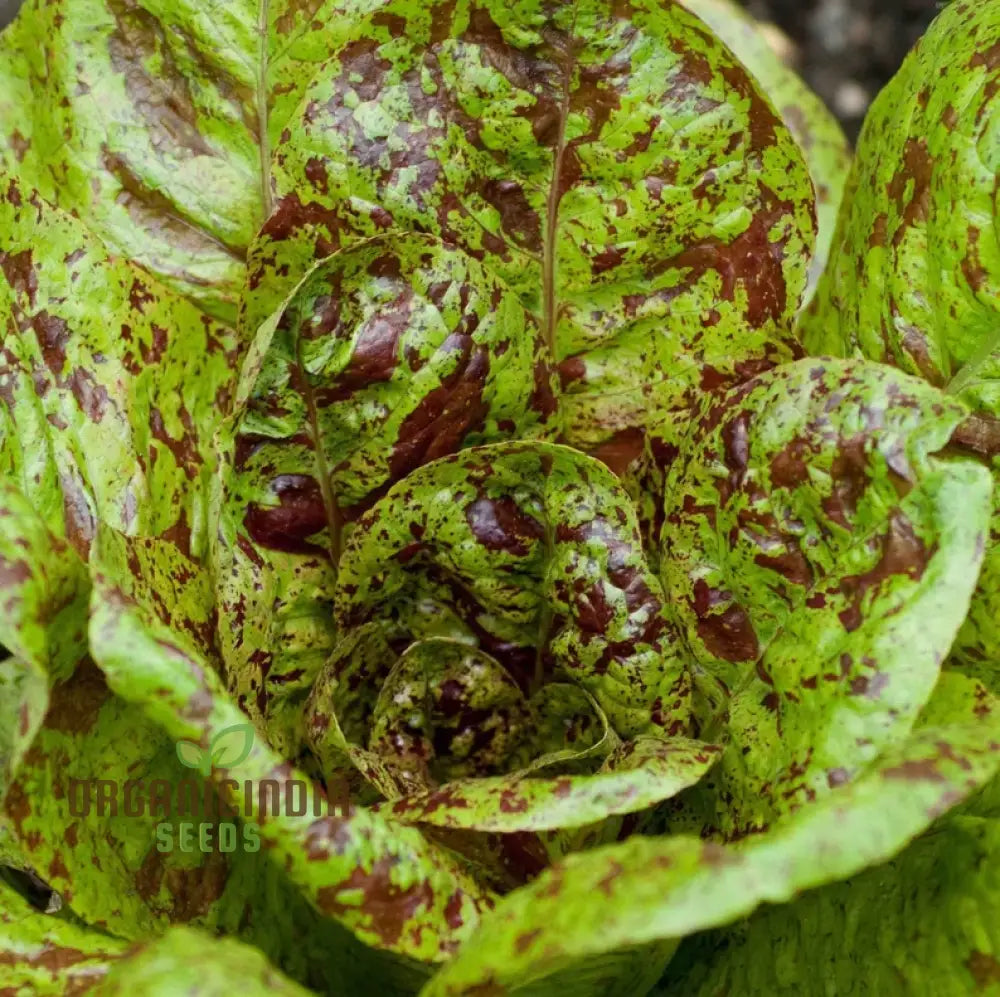 Mature Romaine Freckles Lettuce Plant from Seeds, Colorful Leaves