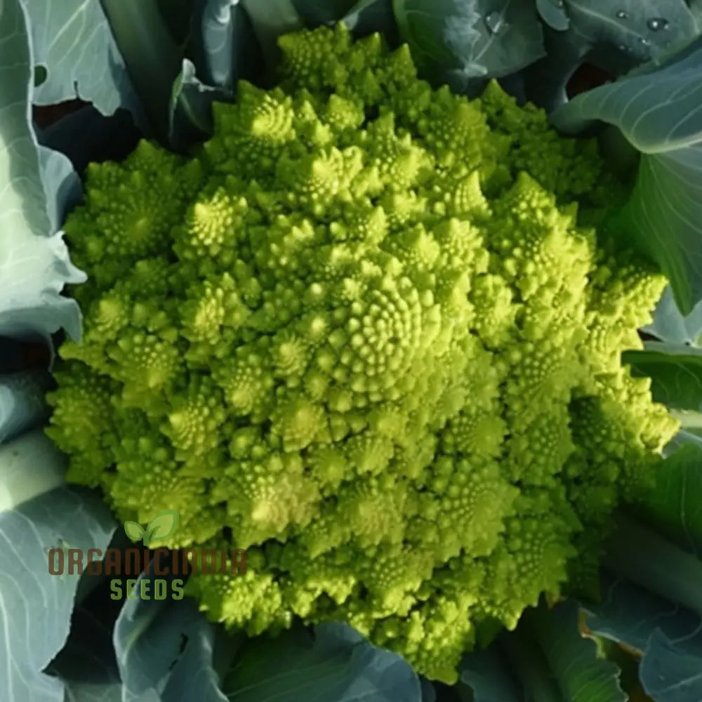 Romanesco Navona Cauliflower Seeds, Unique and Nutritious Vegetable Seeds