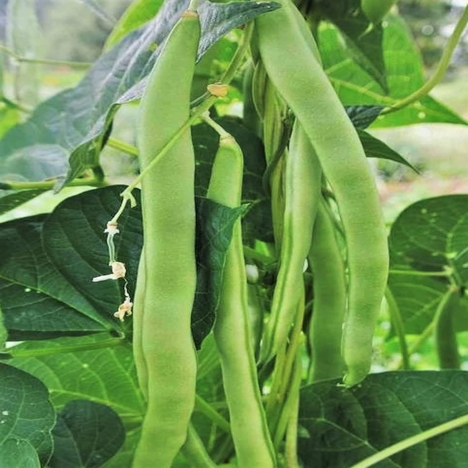 Romano Pole Beans Growing Outdoors from Seeds, Vertical Gardening