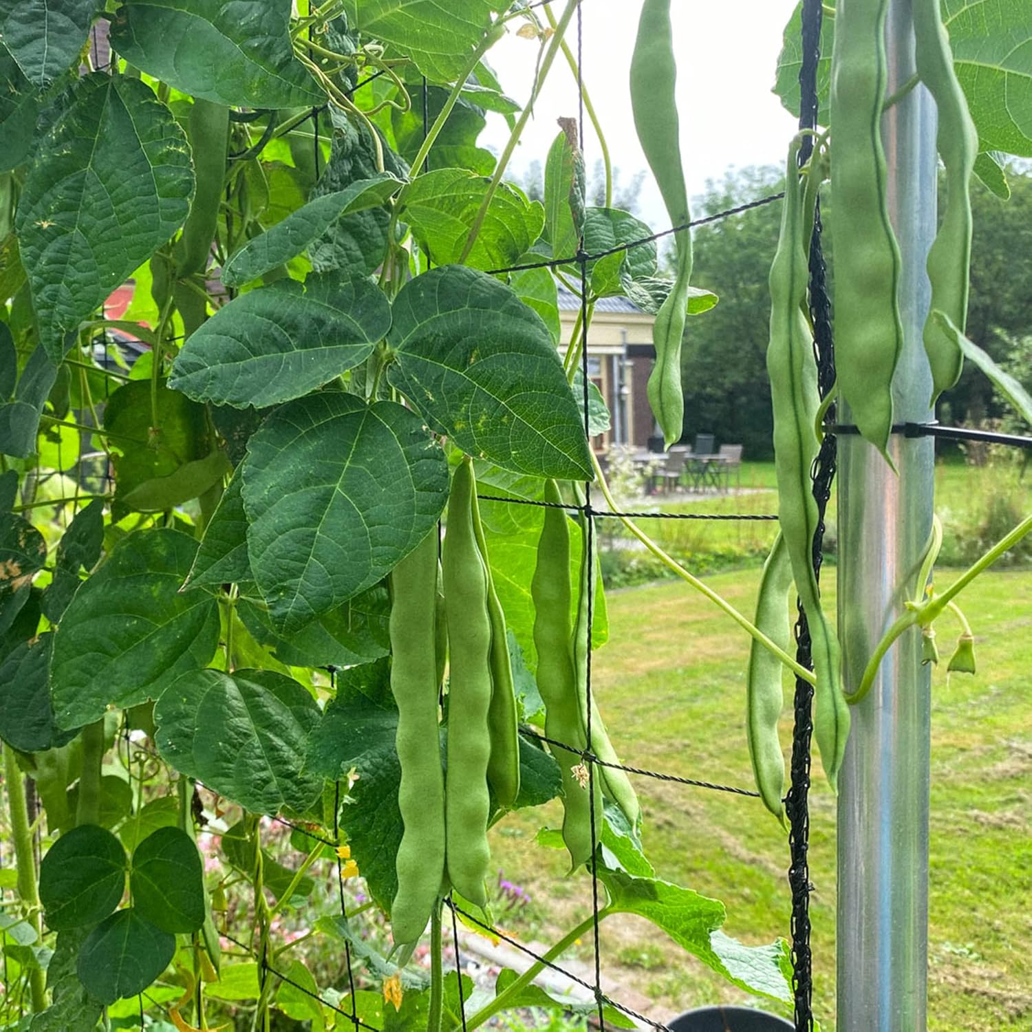 Romano Pole Bean Plants Growing from Seeds on Trellis