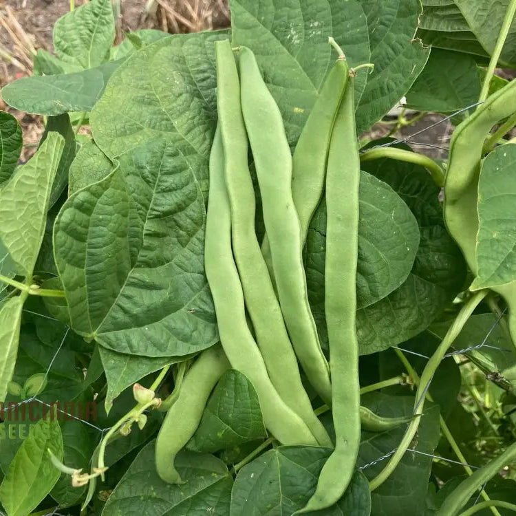 Romano Pole Bean Vegetable Seeds Enhance Your Garden With Robust Flavor And Abundant Yields Using