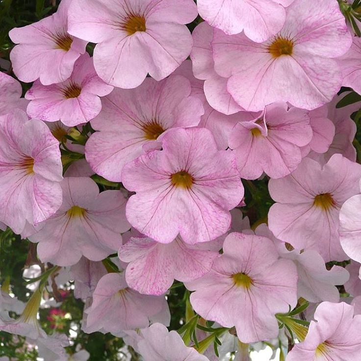 Petunia Flower Seeds for Hanging Baskets with Romantic Pink Blooms