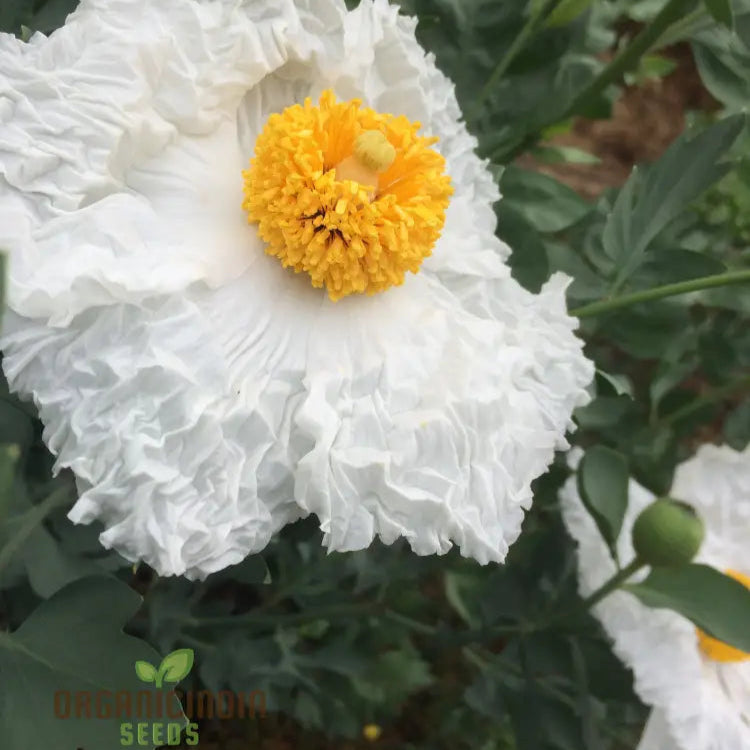 Romneya Coulteri Flower Seeds For Planting Growing Stunning White Poppies For Your Garden