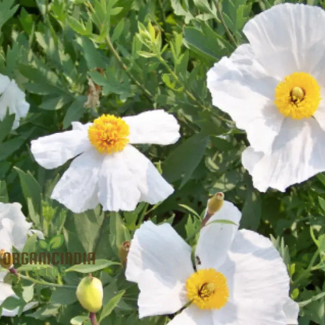 Romneya Coulteri Flower Seeds For Planting Growing Stunning White Poppies For Your Garden