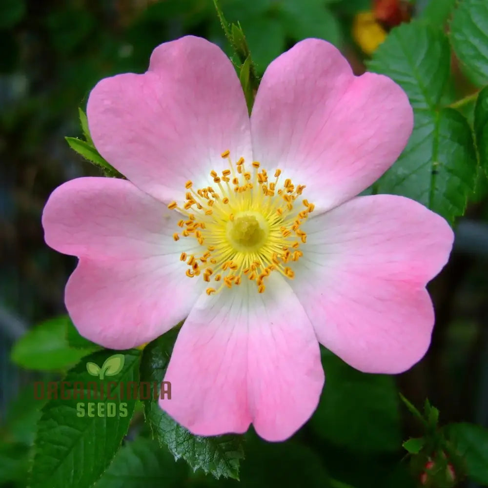 Rosa Canina Dog Rose seeds packet for planting hardy wild roses