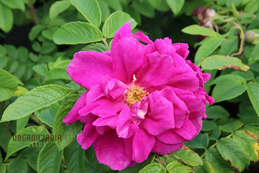 Rosa Rugosa Hansa Flower Seeds for Planting
