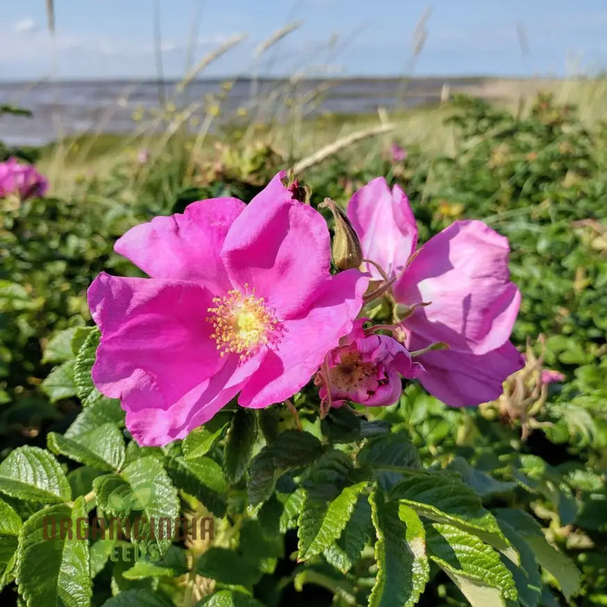 Rosa Rugosa Japanese Rose seeds packet for planting hardy fragrant roses