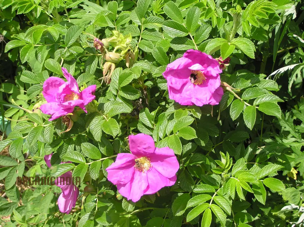 Rosa Rugosa seeds plant growth in outdoor garden