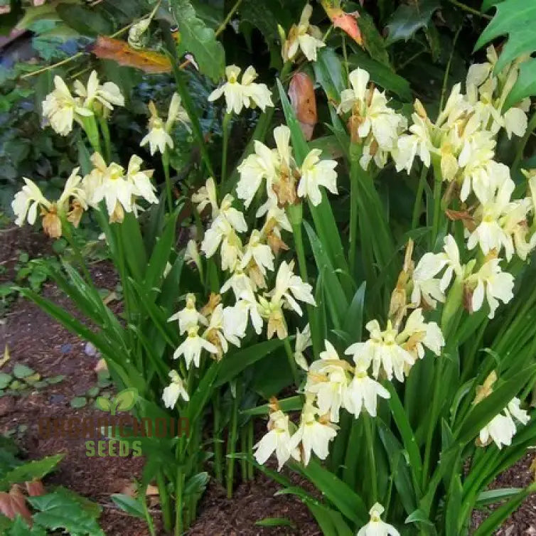 Roscoea Cautleyioides seedlings growing from seeds
