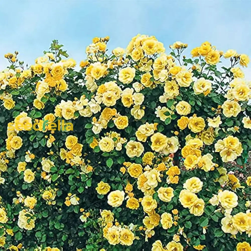 Rose Climber Seeds Producing Light Yellow Flowers