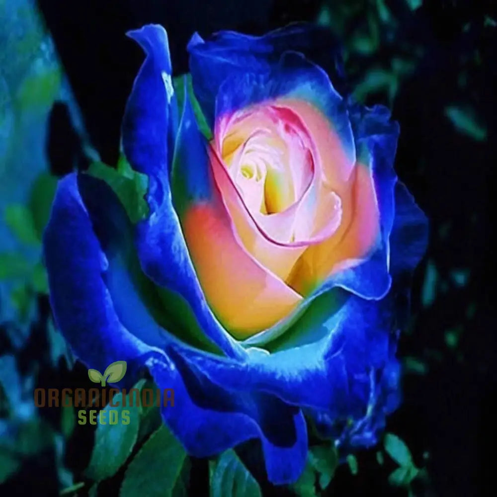 Rose Flower Plant Growing in Container Pot