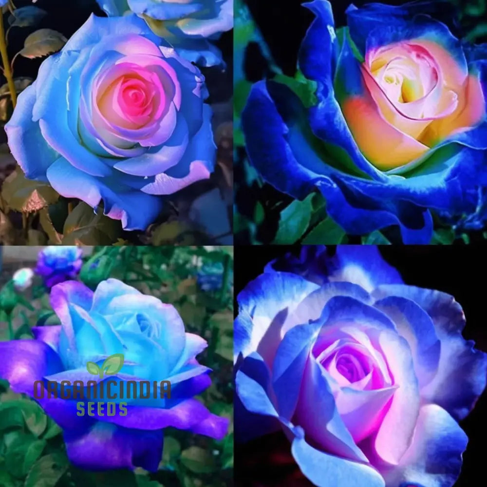 Rose Flower Seeds for Planting