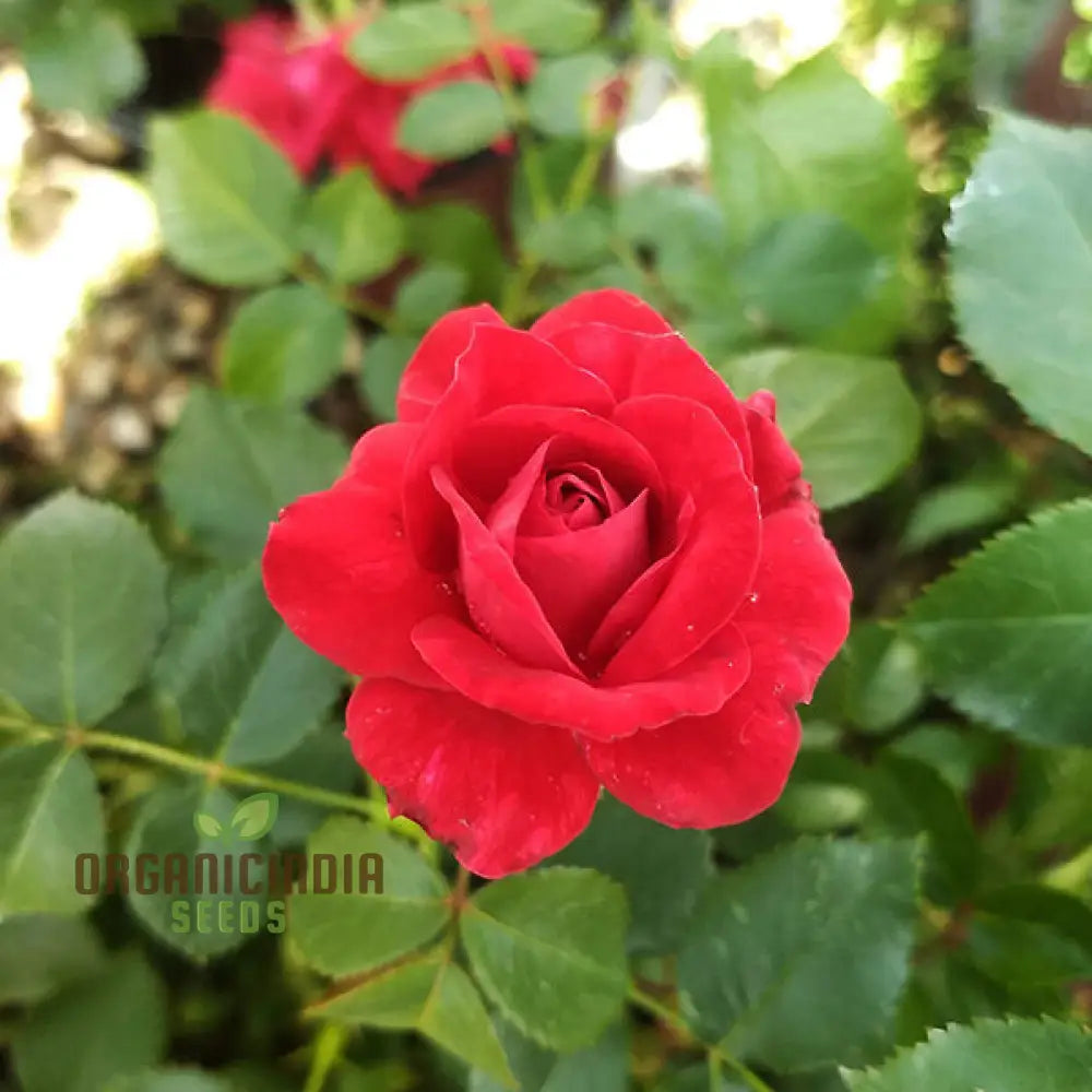 Kashmir Dark Red Rose seeds planted in garden bed for vibrant display