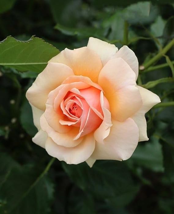 Peach Color Rose Seeds for Beautiful Garden Blooms