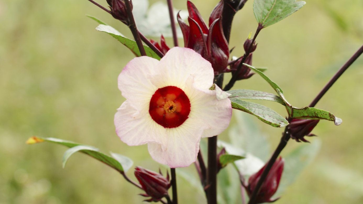 Roselle Hibiscus Seeds Producing Red Calyx Ready for Harvest