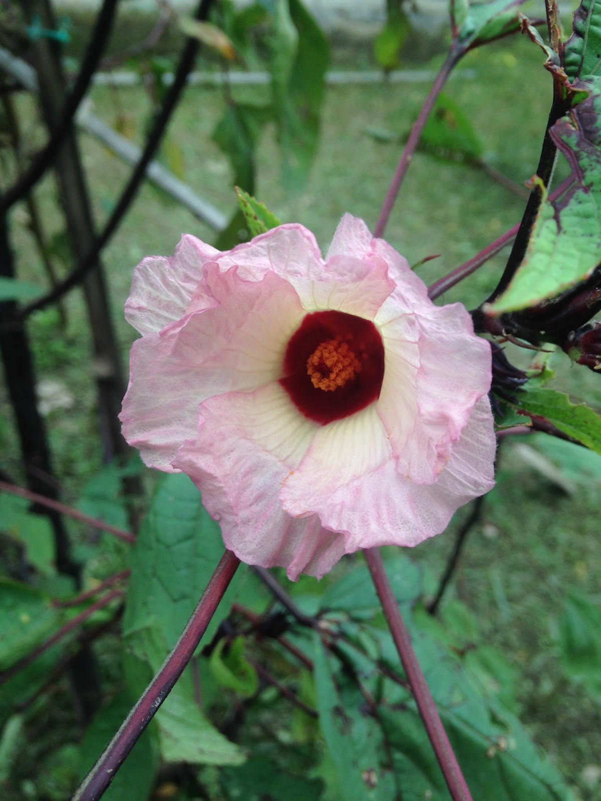 Roselle Hibiscus Seeds Ideal for Warm Climate Home Gardens