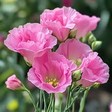 Rosita 2 Lisianthus Seeds for Home Garden Planting