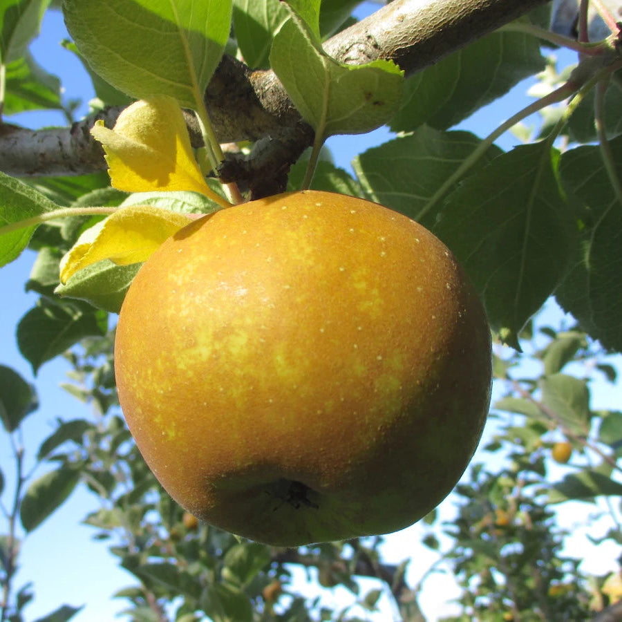 Roxbury Russet Apple seeds for planting