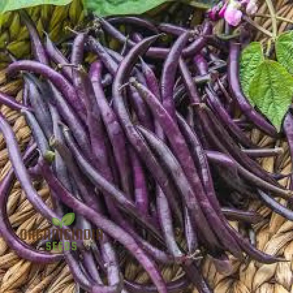Royal Burgundy Seeds for Home Garden, Vibrant Ornamental Plants
