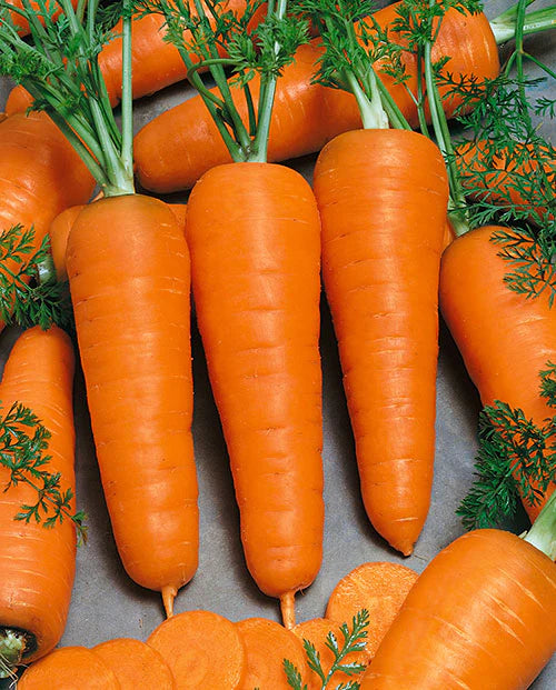 Harvested Royal Chantenay Carrots from Seeds, High-Yield Heirloom Variety