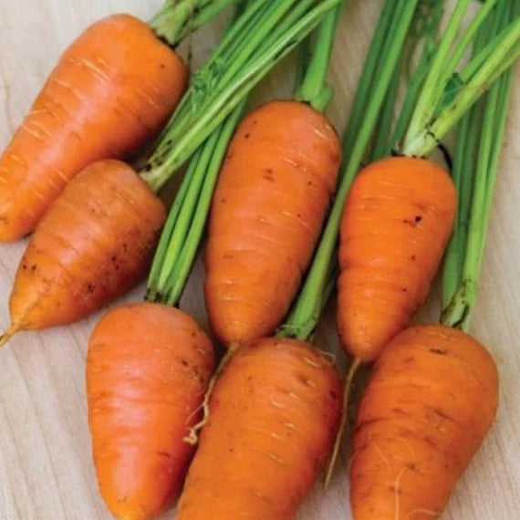 Royal Chantenay Carrot Seeds for Planting, Heirloom Sweet Crisp Carrots