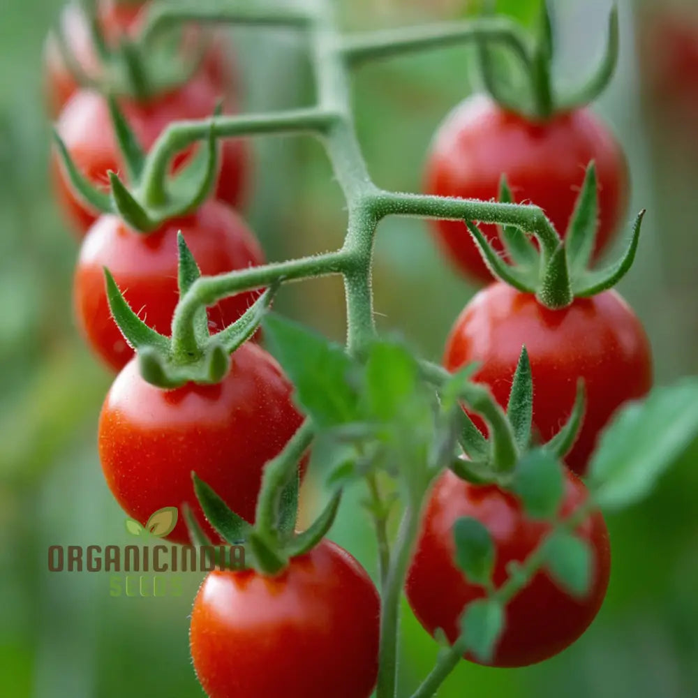 Rubinka Tomato Seeds Pack, Premium Tomato Seeds for Planting