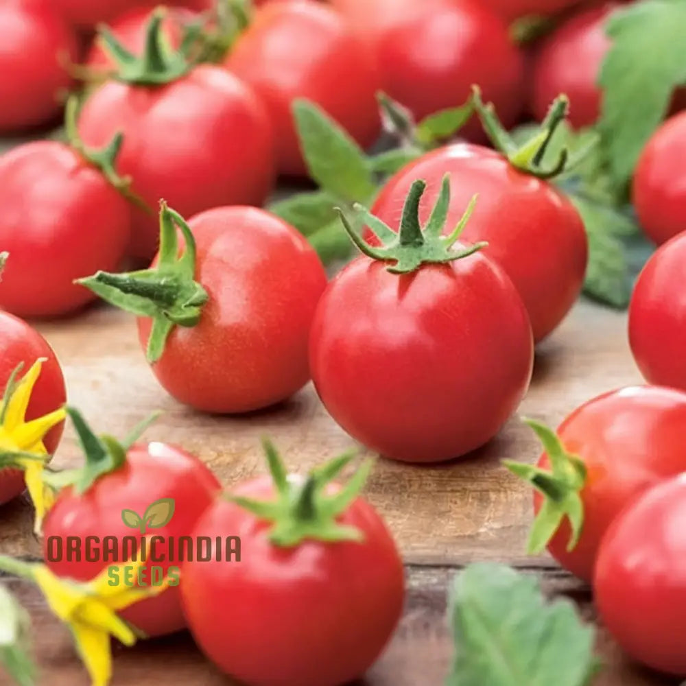 Rubinka Tomatoes on Vine Grown from Non-GMO Tomato Seeds