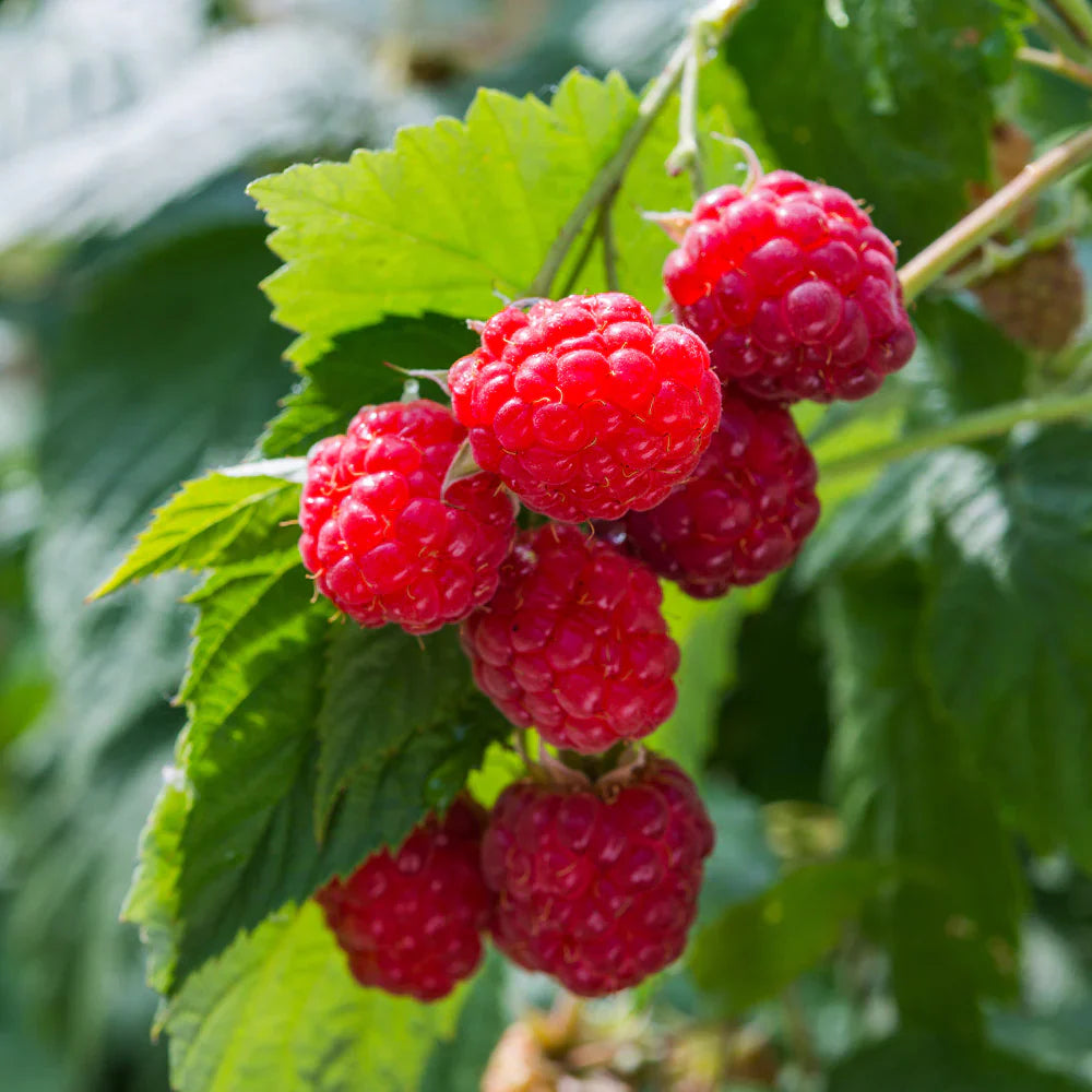 Rubus parvifolius Shrub Growing Outdoors
