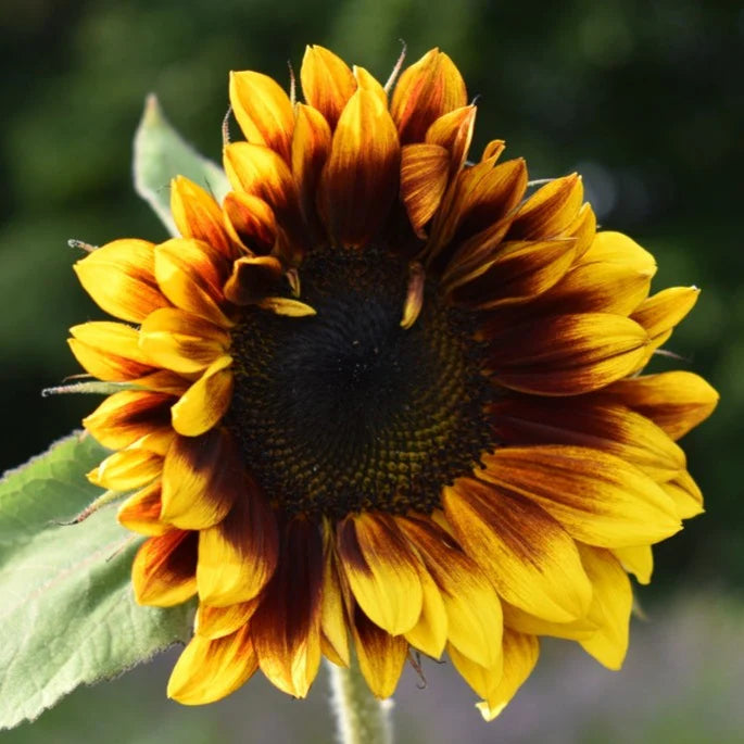 Mature Ruby Passion Sunflower Plant from Seeds, Tall and Elegant