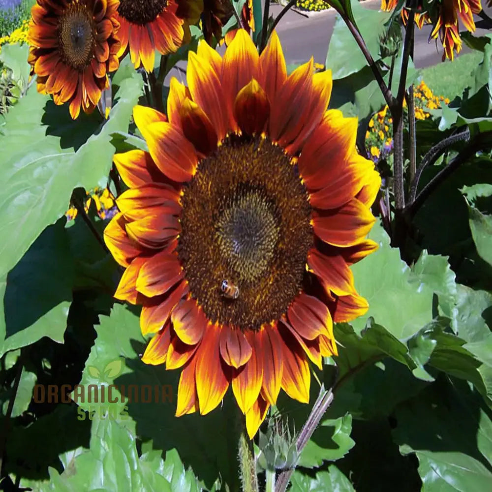 Ruby Passion Sunflower Seeds for Vibrant Red Garden Blooms