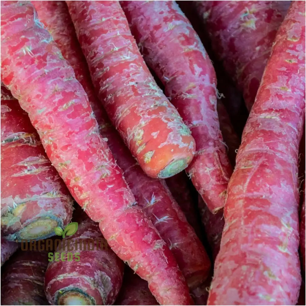 Harvested Ruby Queen F1 Carrots, Organic Homegrown Vegetable Seeds