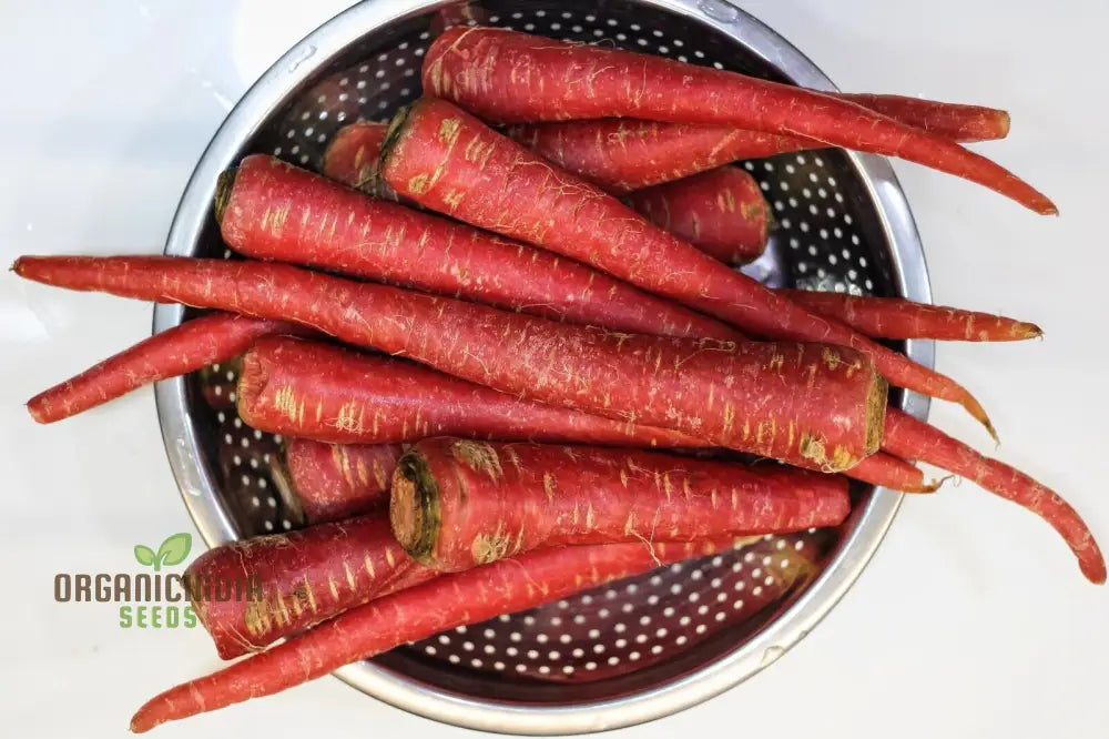 Fresh Ruby Queen F1 Carrot Roots, Crisp and Sweet Vegetable Seeds