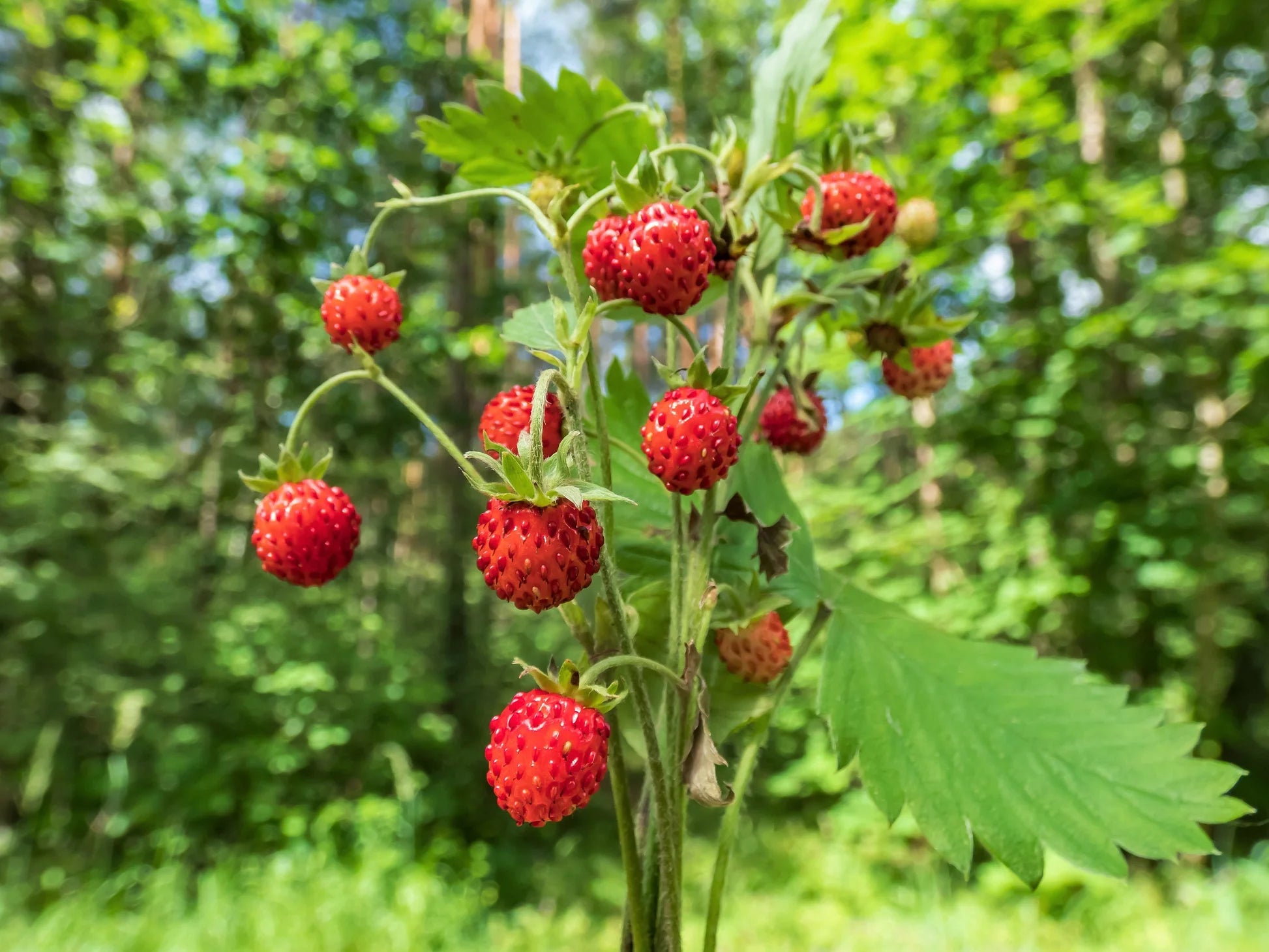 Rugen Strawberry seedlings sprouting