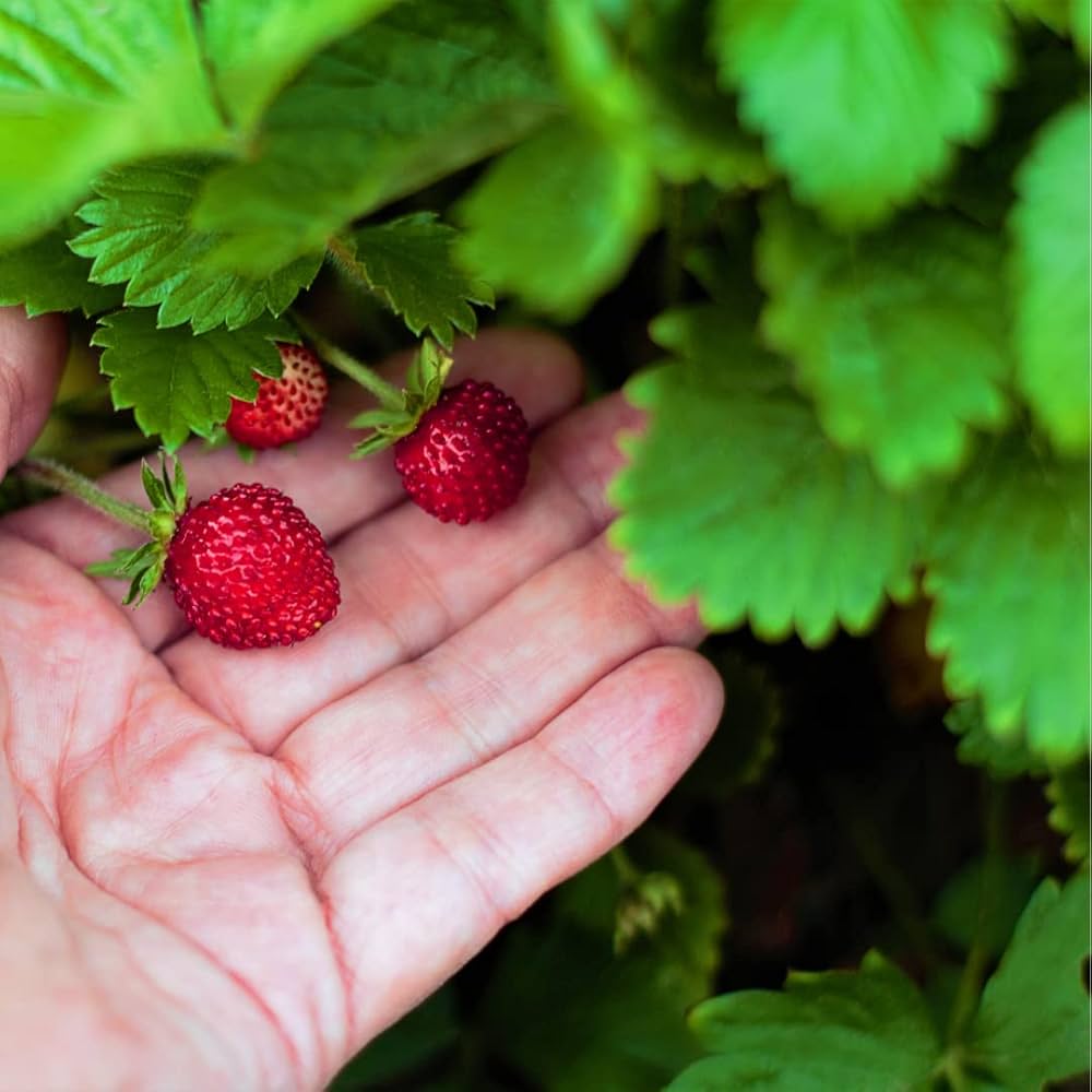 Rugen Strawberry Everbearing seeds for planting