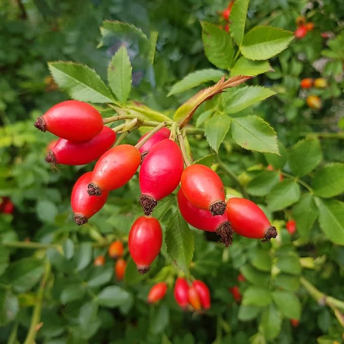 Rugosa Rose Shrub Producing Bright Red Rose Hips