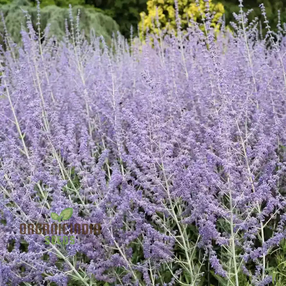 Russian Sage Plant Seeds Perovskia Atriplicifolia Drought Tolerant Perennial