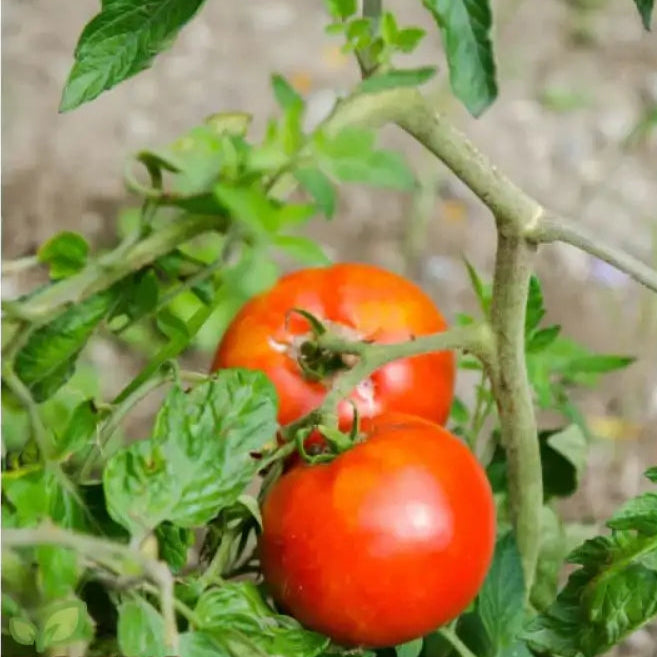 Mature Rutgers Tomato Plant from Seeds, High-Yield Tomato Variety
