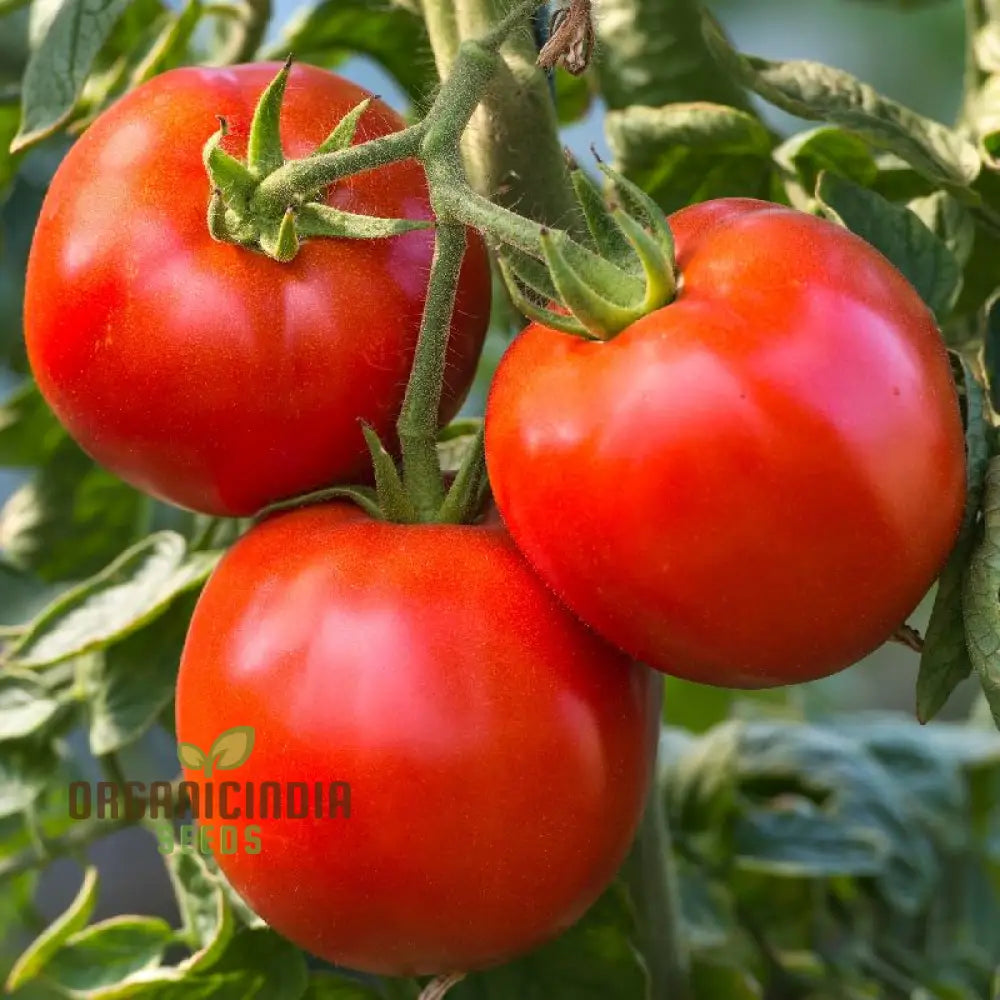 Rutgers Tomato Seeds for Home Garden, Juicy and Flavorful Tomato Seeds